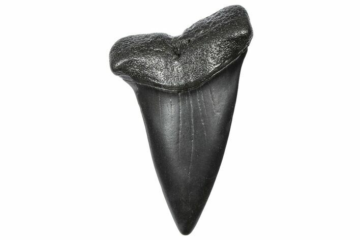 Fossil Broad-Toothed Mako Tooth - South Carolina #360917